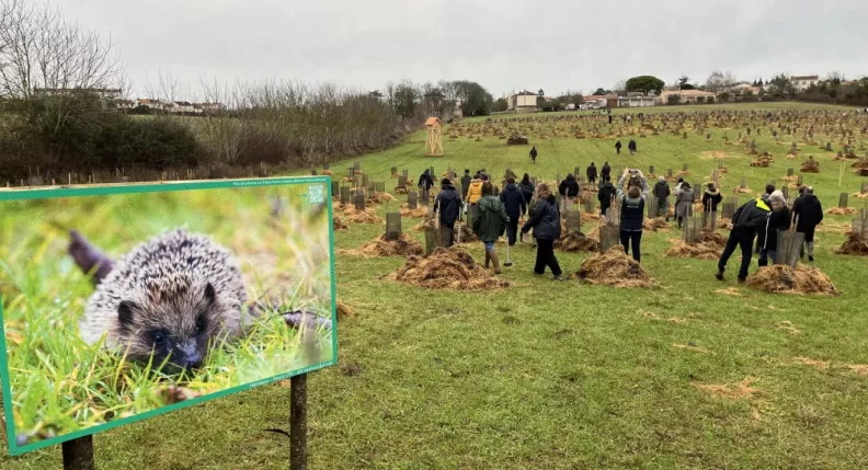 Personnes en train de planter des végétaux